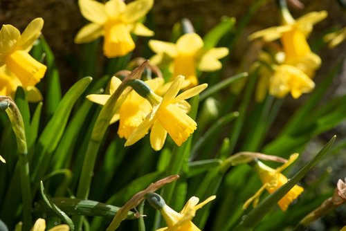 daffodils  flowers  yellow