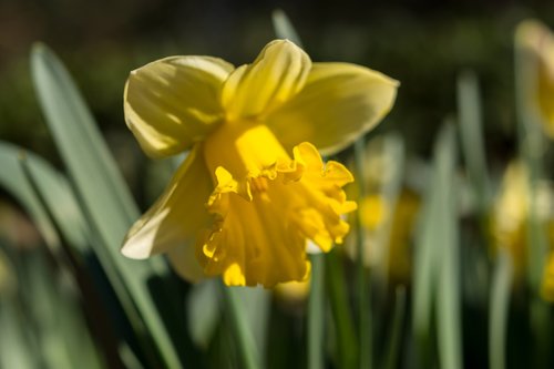 daffodils  flower  yellow