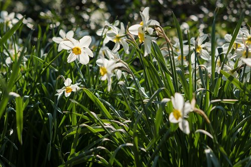 daffodils  flower  white