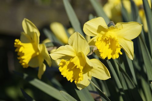 daffodils  daffodil  spring