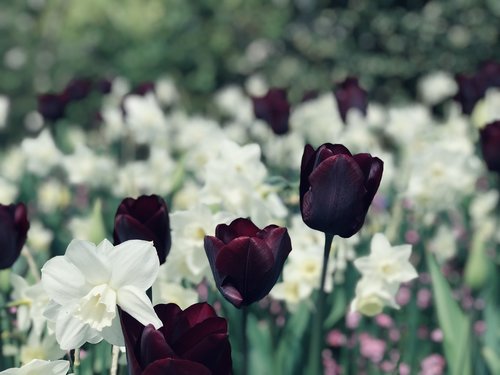 daffodils  flower  tulips