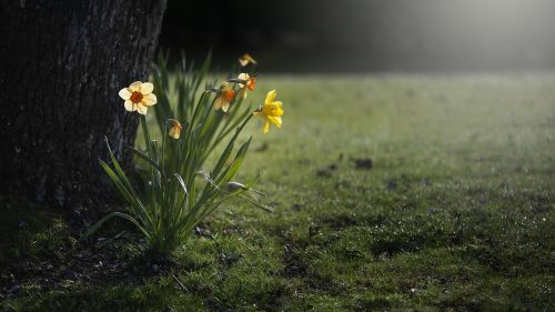 daffodils narcissus nature
