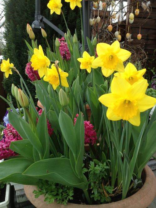 daffodils tulips springtime flowers