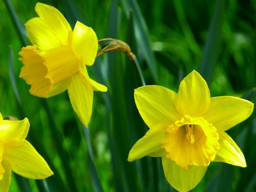 daffodils blossom bloom