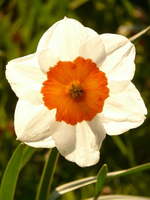 daffodils daffodil flower