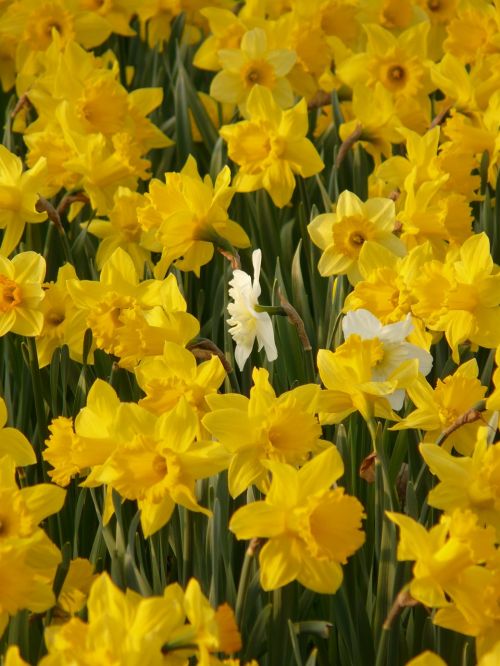 daffodils osterglocken flower