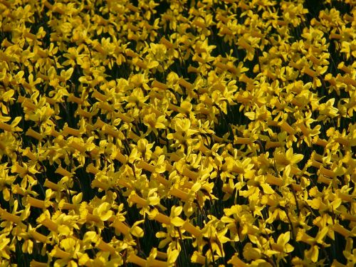 daffodils osterglocken flower
