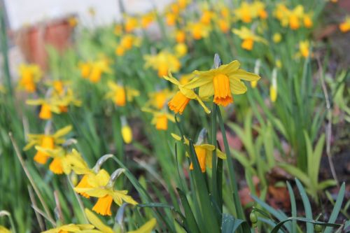 daffodils flowers flower bed