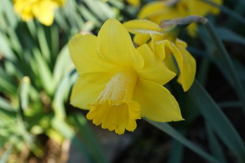 daffodils flower yellow