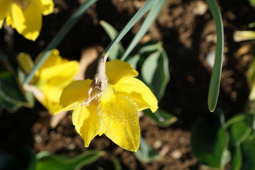 daffodils flower yellow