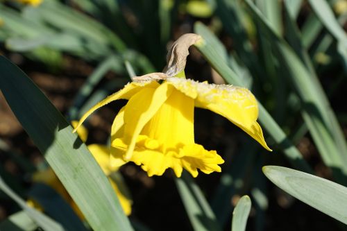 daffodils flower yellow