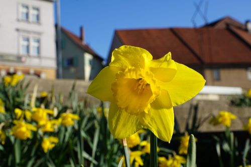 daffodils flower yellow