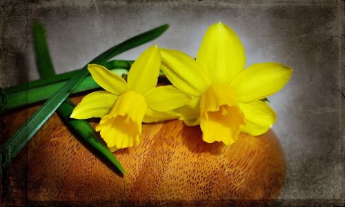 daffodils yellow flower