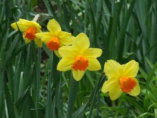 daffodils amaryllidaceae narcissus