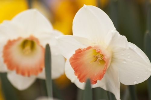 daffodils narcissus amaryllidaceae