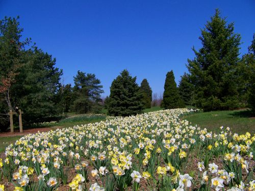 Daffodils And Evergreens