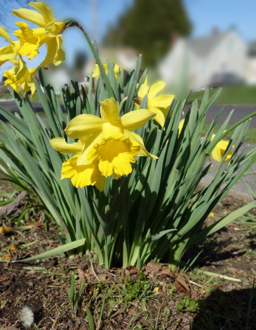 Daffodils In Neighborhood