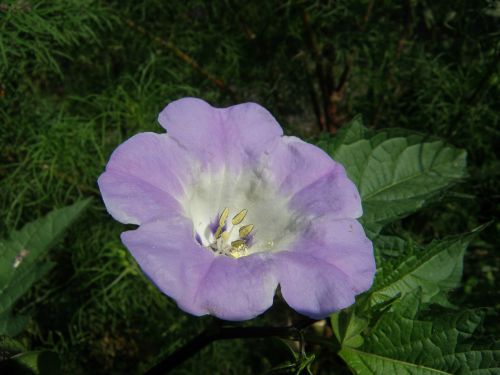 dagschone convovulus rose