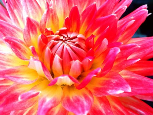 dahlia flower blossom