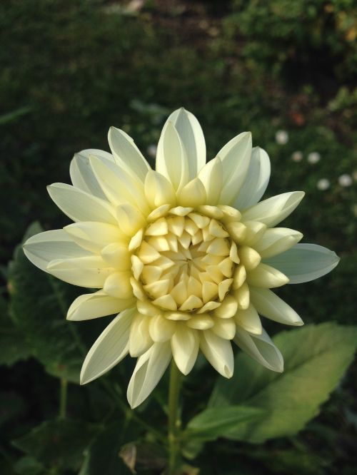 dahlia flower white