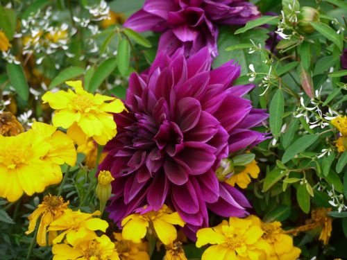 dahlia flowers purple