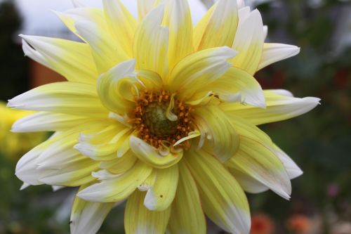 dahlia nature garden