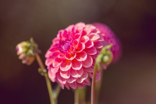 dahlia flower blossom