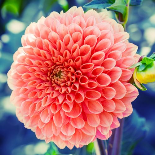 dahlia flower plant