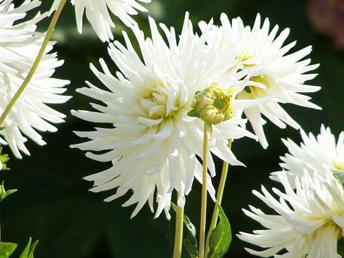 dahlia flowers plant