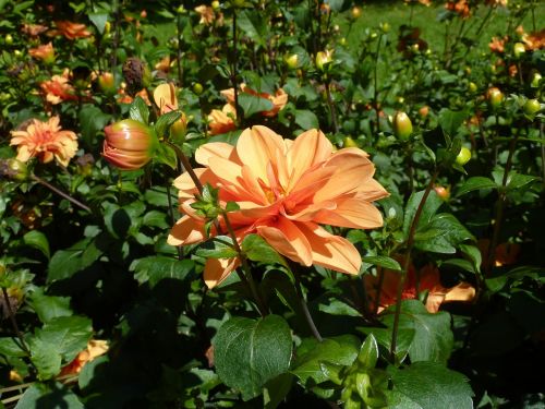 dahlia orange garden