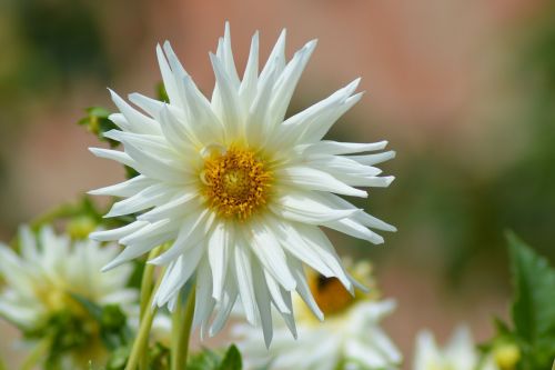dahlia flower garden white