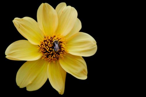 dahlia yellow garden