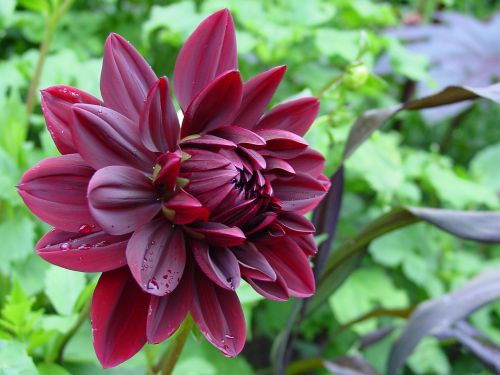 dahlia purple dewdrop