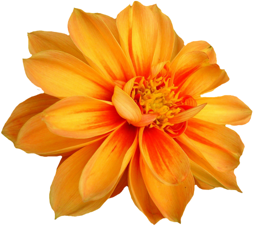 dahlia blossom bloom