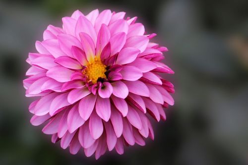 dahlia blossom bloom