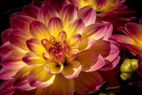 dahlia flower blossom