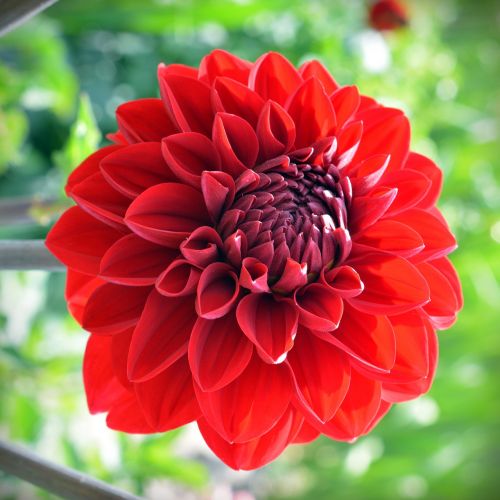 dahlia blossom bloom