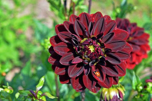 dahlia ladybug blossom