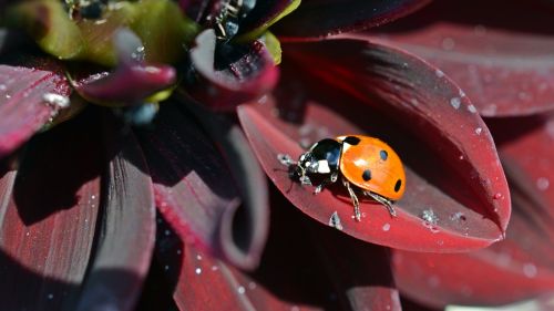 dahlia ladybug insect