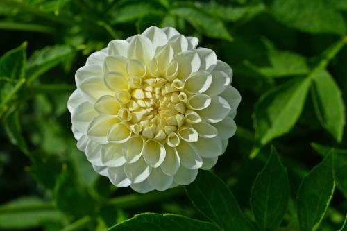 dahlia blossom bloom