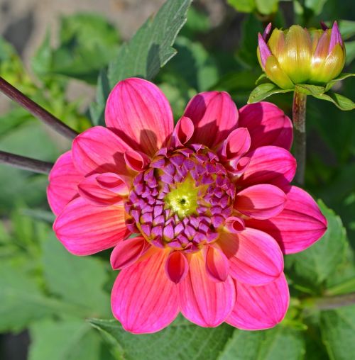 dahlia blossom bloom