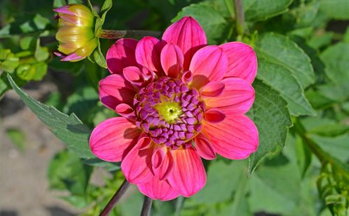 dahlia blossom bloom