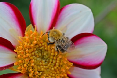 dahlia hummel blossom