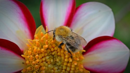 dahlia hummel blossom