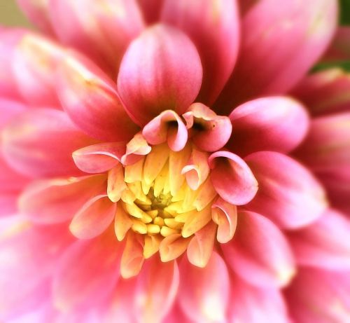 dahlia flower blossom