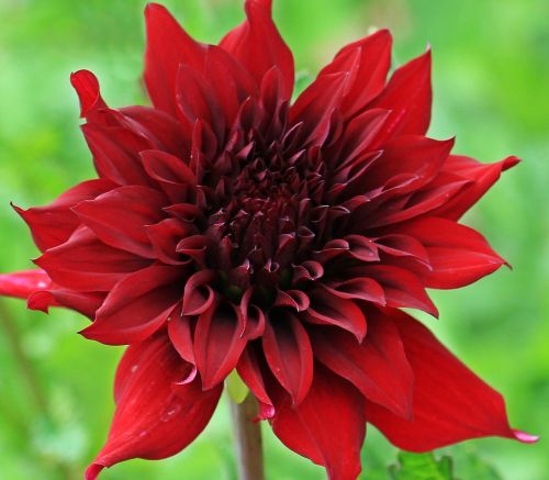 dahlia georgine flower