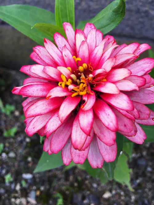 dahlia flowers summer flowers