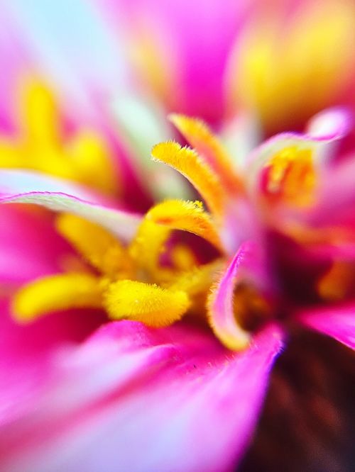 dahlia stamen flowers