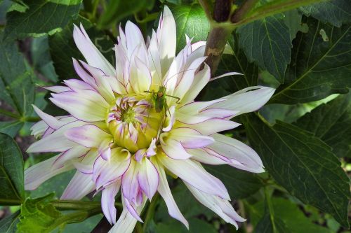 dahlia dahlia flower viridissima