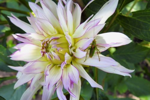 dahlia dahlia flower viridissima